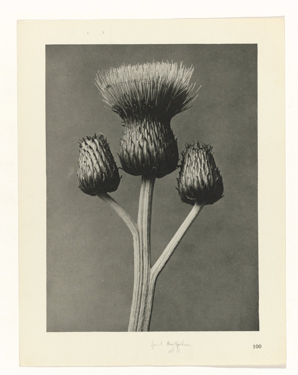 terv tanulmány A művészet archetípusai (sorozat címe) alkotó: Karl Blossfeldt