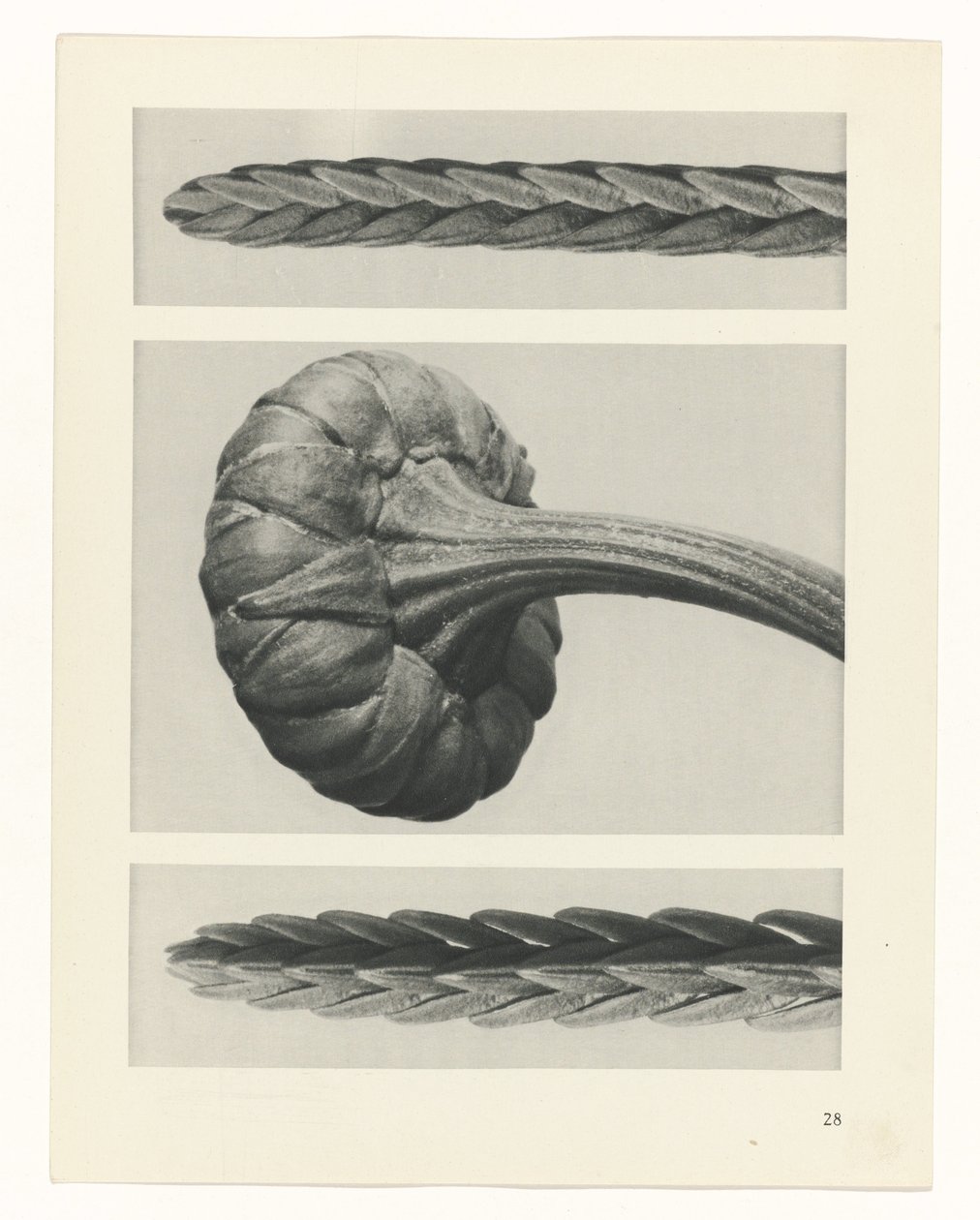 terv tanulmány A művészet archetípusai (sorozat címe) alkotó: Karl Blossfeldt
