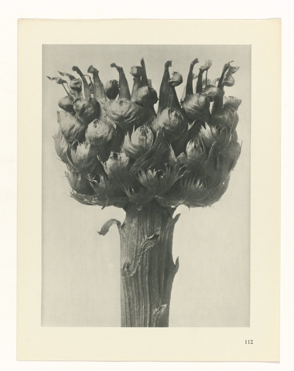 terv tanulmány A művészet archetípusai (sorozat címe) alkotó: Karl Blossfeldt
