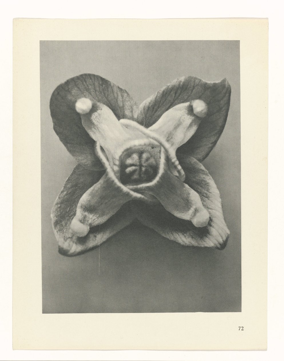 terv tanulmány A művészet archetípusai (sorozat címe) alkotó: Karl Blossfeldt