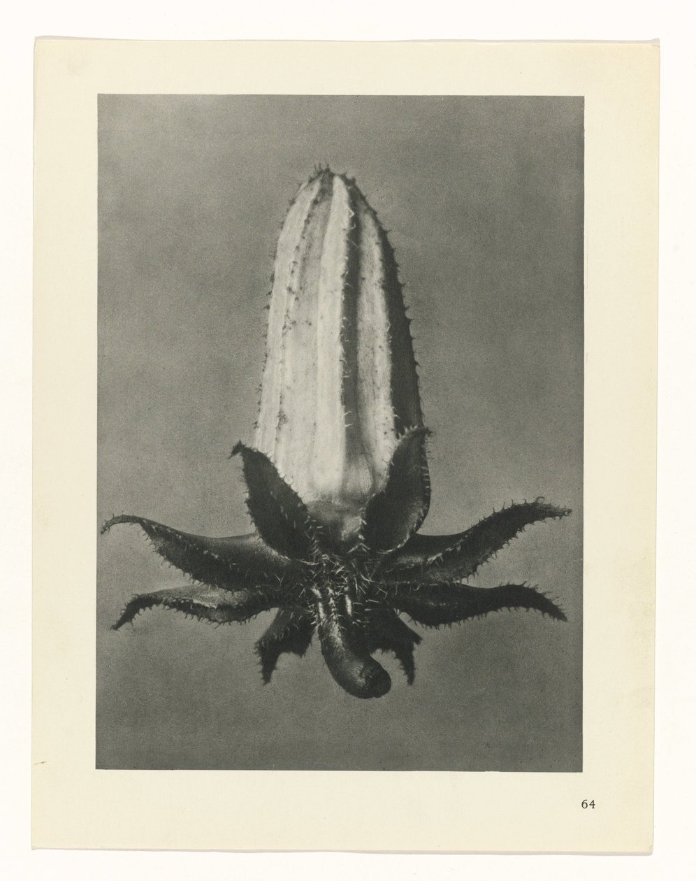 terv tanulmány A művészet archetípusai (sorozat címe) alkotó: Karl Blossfeldt
