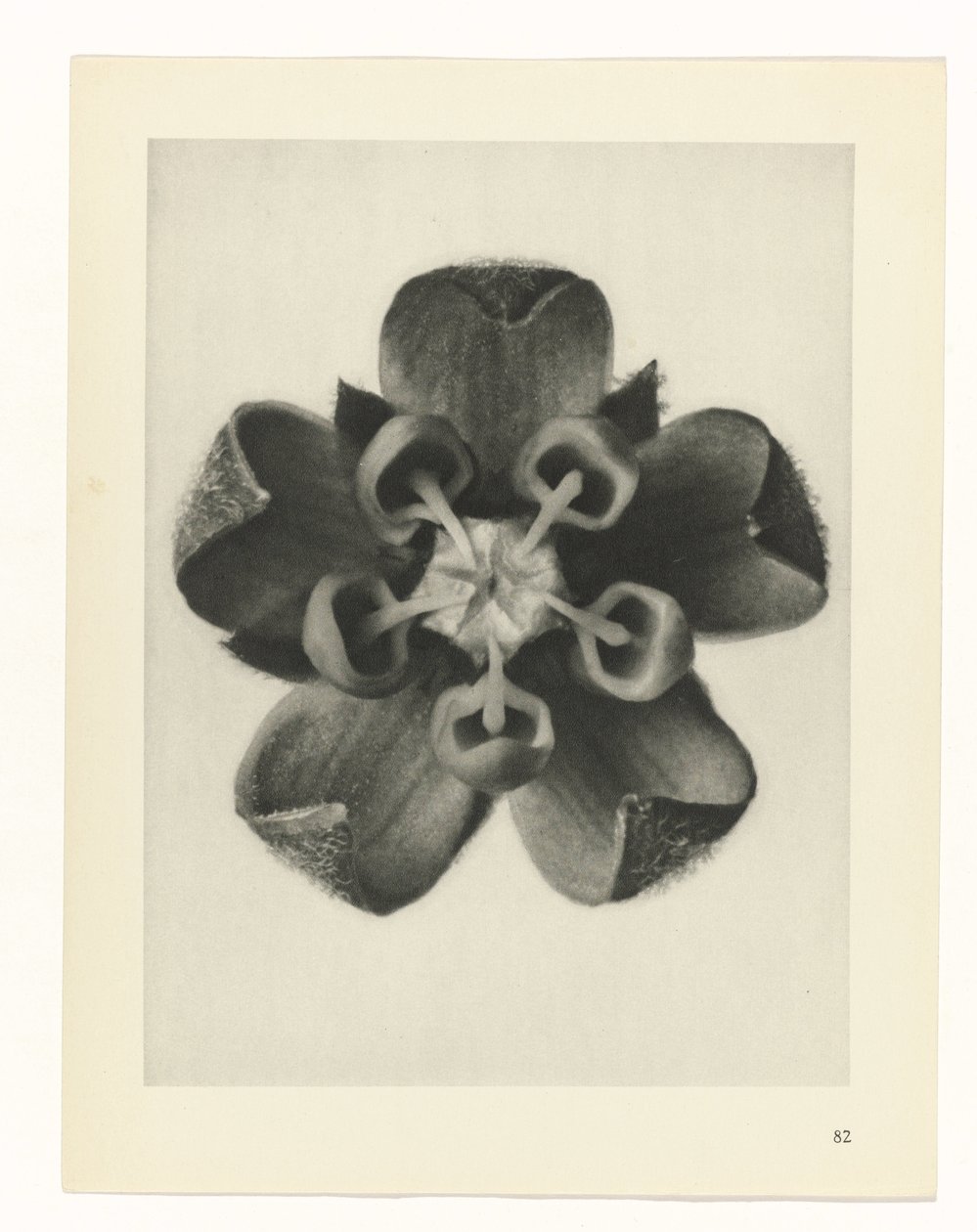 terv tanulmány A művészet archetípusai (sorozat címe) alkotó: Karl Blossfeldt