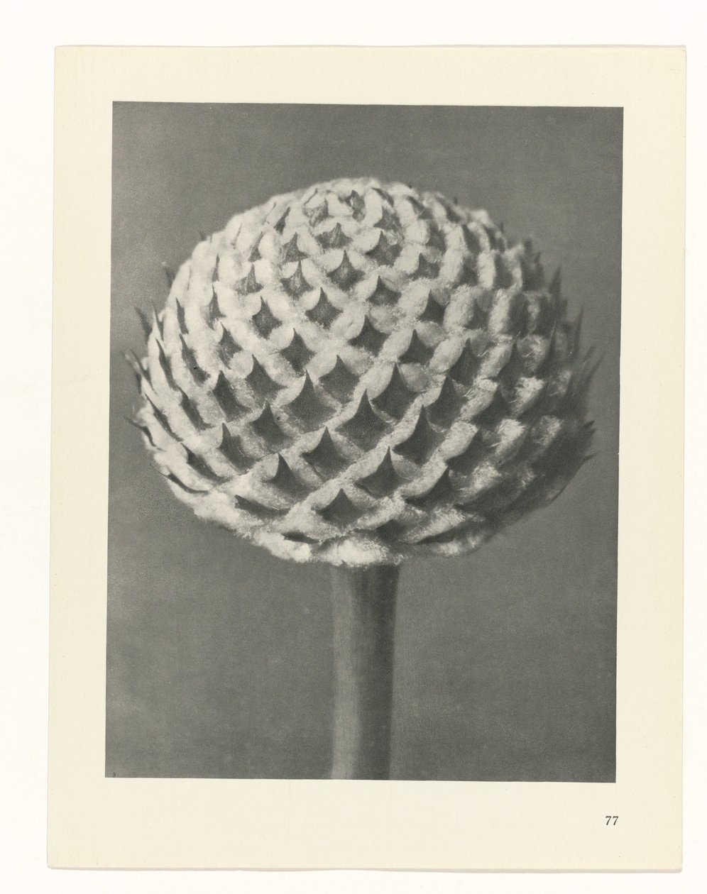 terv tanulmány A művészet archetípusai (sorozat címe) alkotó: Karl Blossfeldt