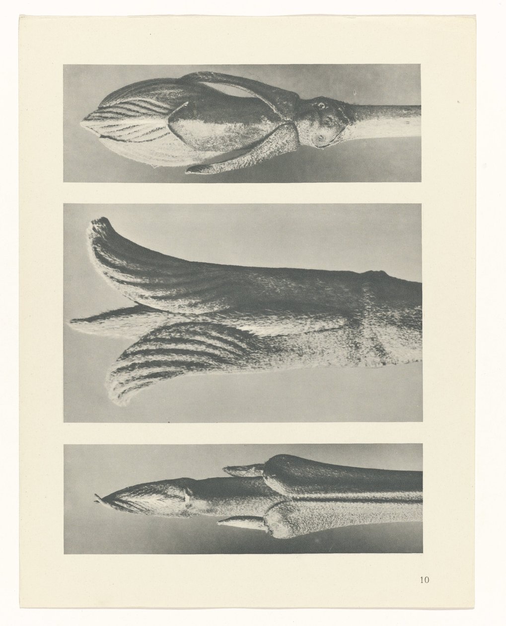 terv tanulmány A művészet archetípusai (sorozat címe) alkotó: Karl Blossfeldt