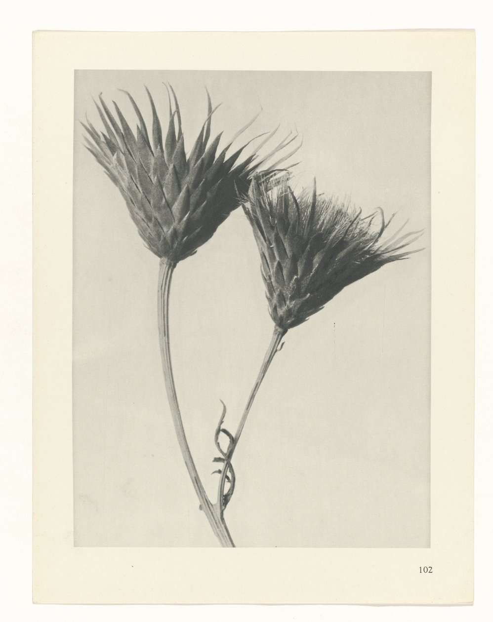 terv tanulmány A művészet archetípusai (sorozat címe) alkotó: Karl Blossfeldt