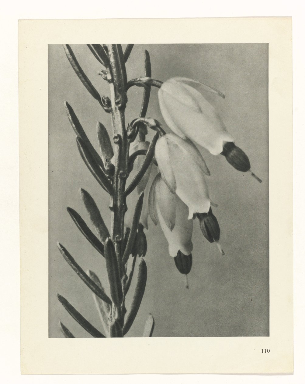 terv tanulmány A művészet archetípusai (sorozat címe) alkotó: Karl Blossfeldt