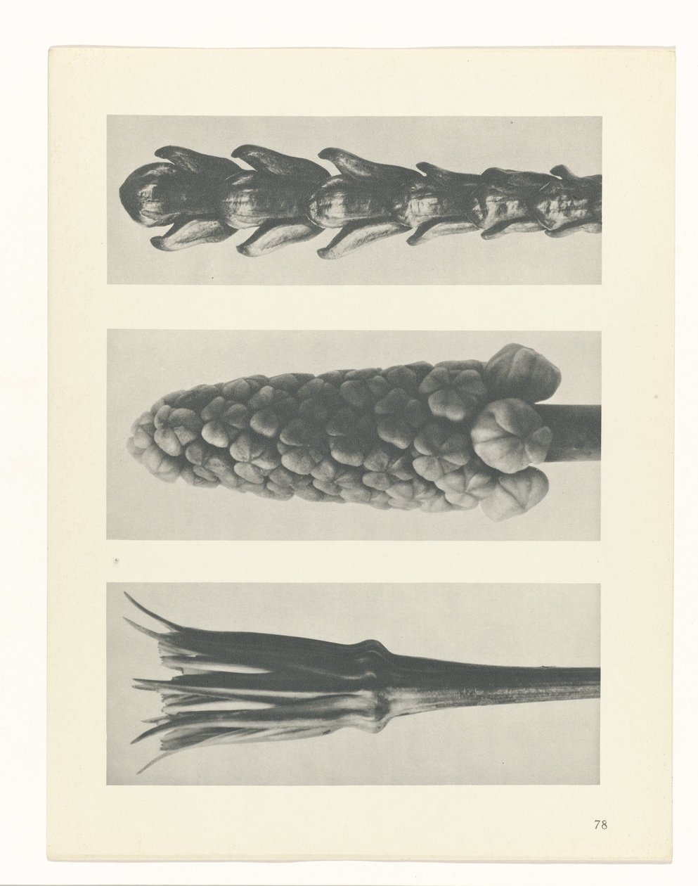 terv tanulmány A művészet archetípusai (sorozat címe) alkotó: Karl Blossfeldt