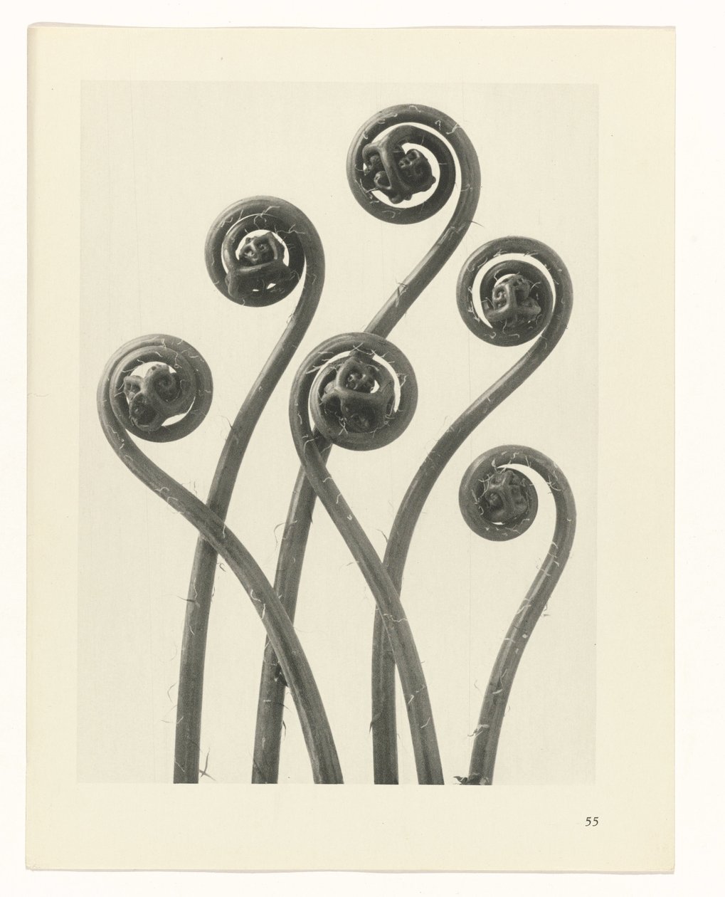 terv tanulmány A művészet archetípusai (sorozat címe) alkotó: Karl Blossfeldt