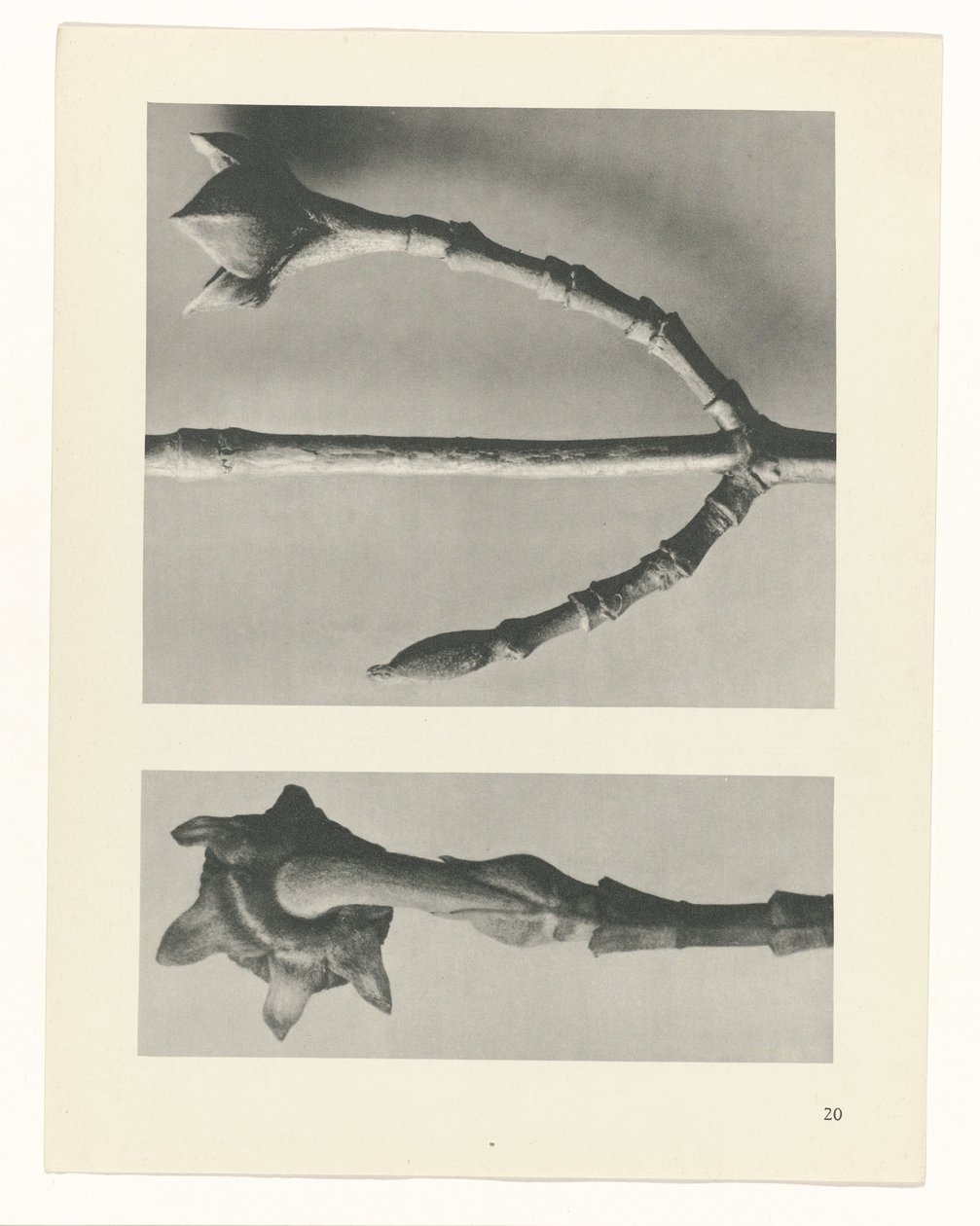 terv tanulmány A művészet archetípusai (sorozat címe) alkotó: Karl Blossfeldt