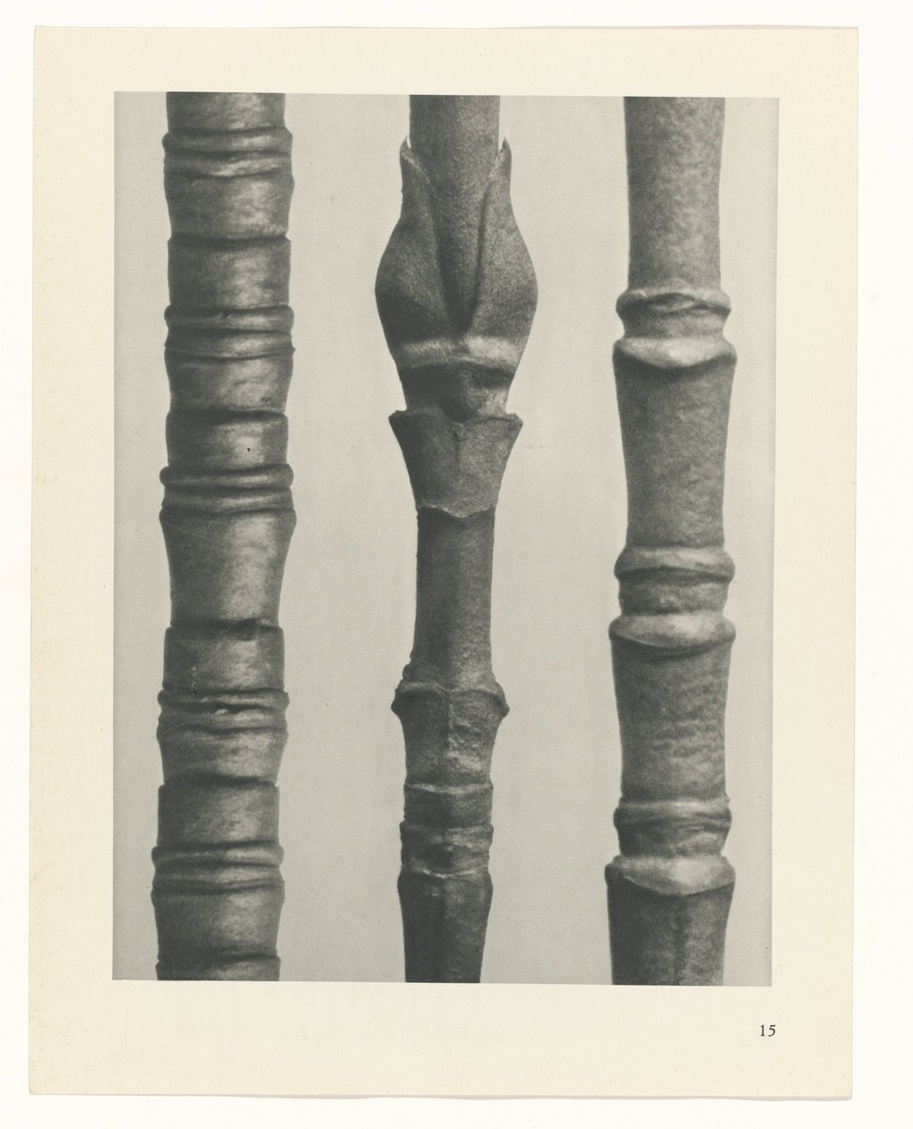 terv tanulmány A művészet archetípusai (sorozat címe) alkotó: Karl Blossfeldt