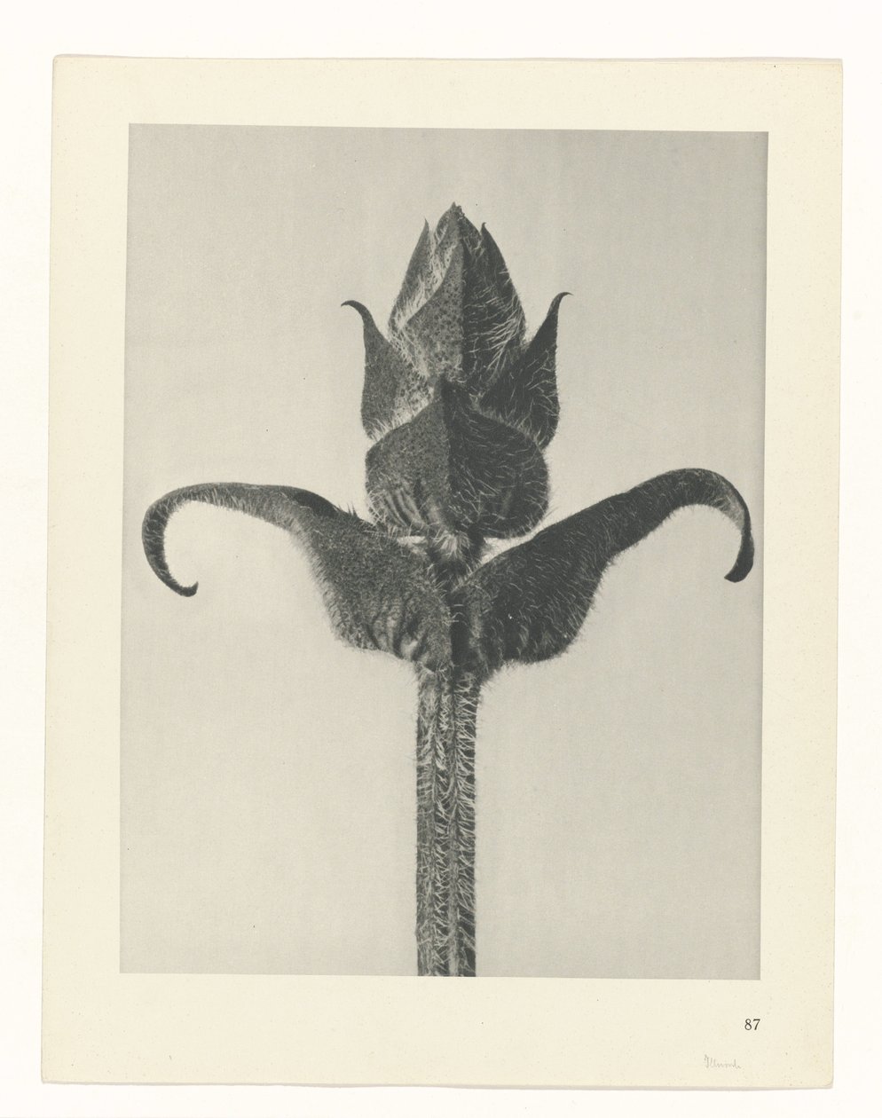 terv tanulmány A művészet archetípusai (sorozat címe) alkotó: Karl Blossfeldt