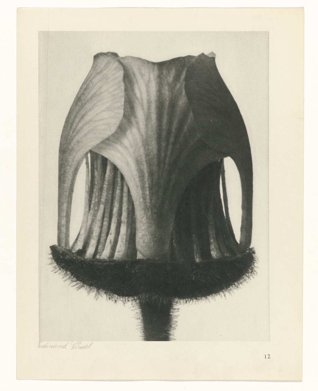terv tanulmány A művészet archetípusai (sorozat címe) alkotó: Karl Blossfeldt