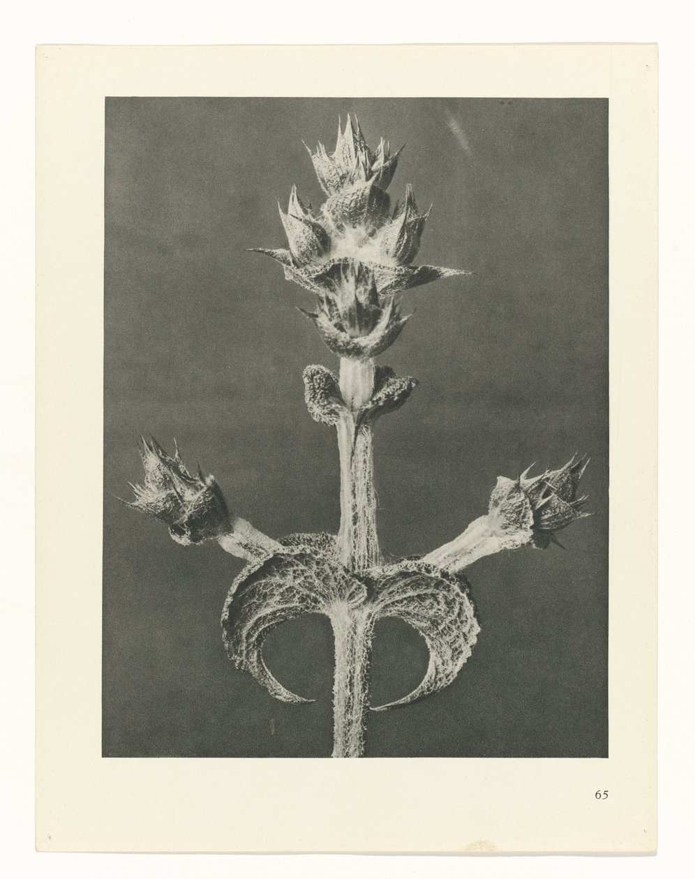 terv tanulmány A művészet archetípusai (sorozat címe) alkotó: Karl Blossfeldt