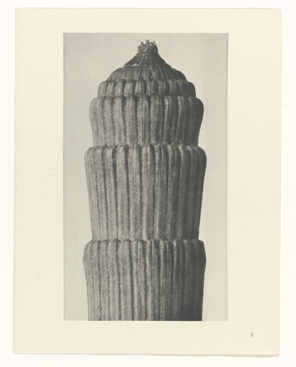 Tervtanulmány, Equisetum hiemale A művészet archetípusai (sorozat címe) alkotó: Karl Blossfeldt