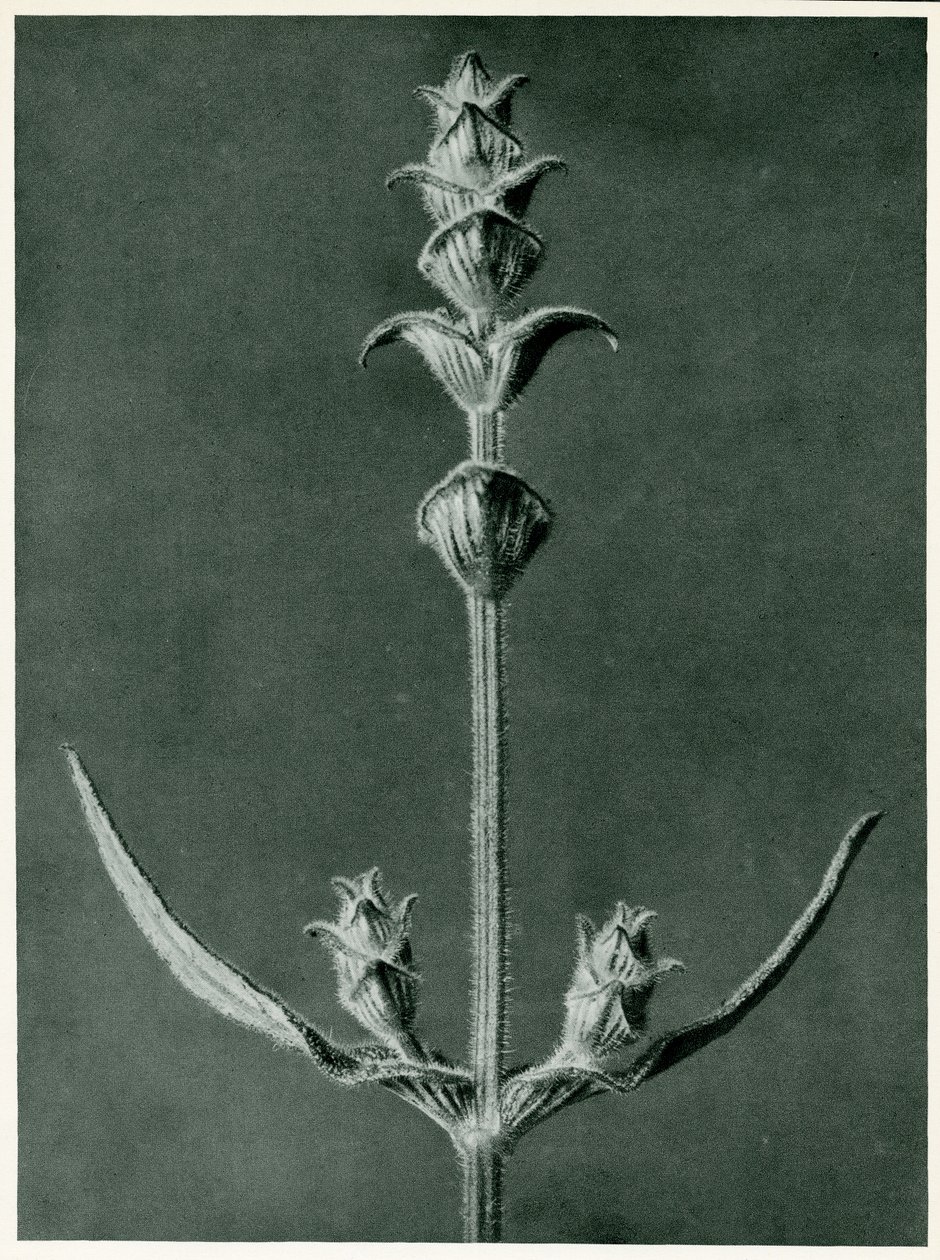 Salvia, 1929 (fotogravír) alkotó: Karl Blossfeldt