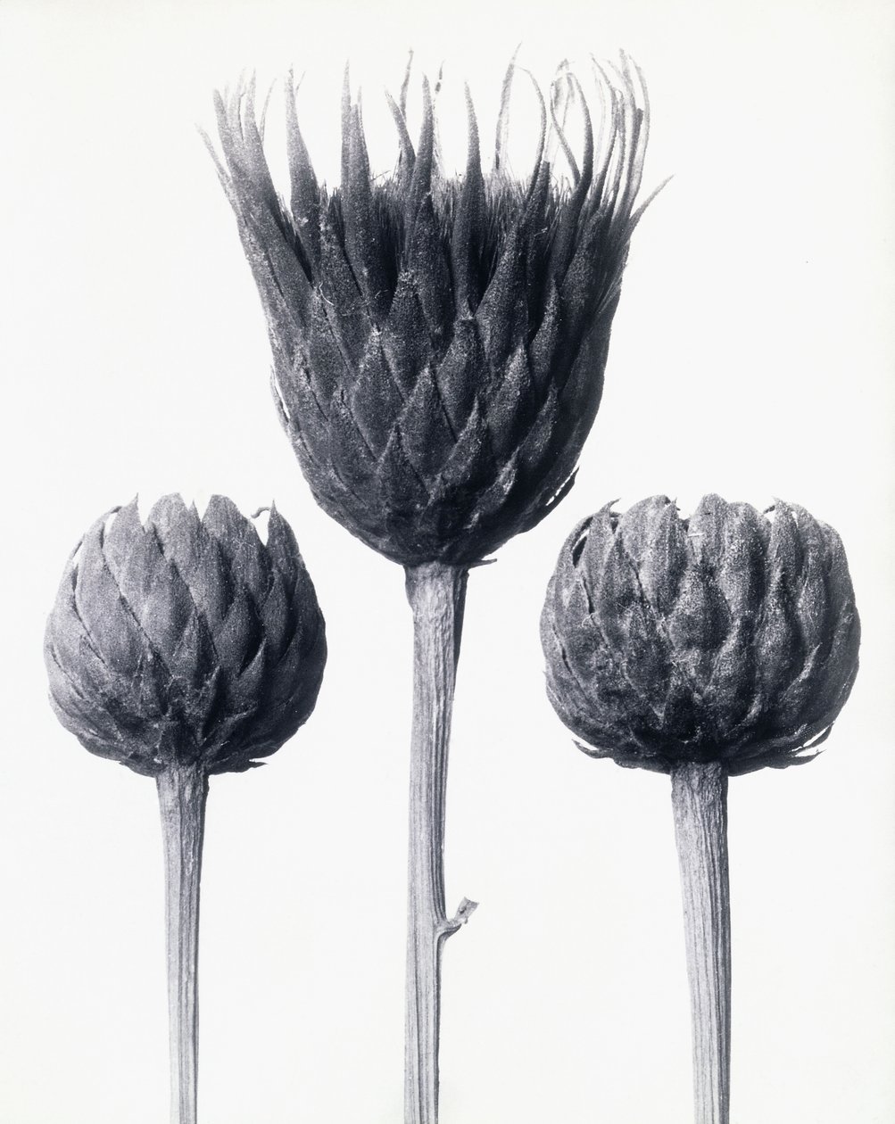 Serratula Nudicaulis (csupasz szárú közönséges fűrészfű), 1928 körül (zselatin ezüst nyomat) alkotó: Karl Blossfeldt