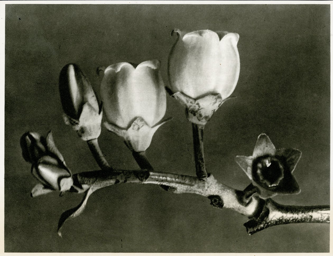 Vaccinium Corymbosum. 1929 (fotógravírozás) alkotó: Karl Blossfeldt