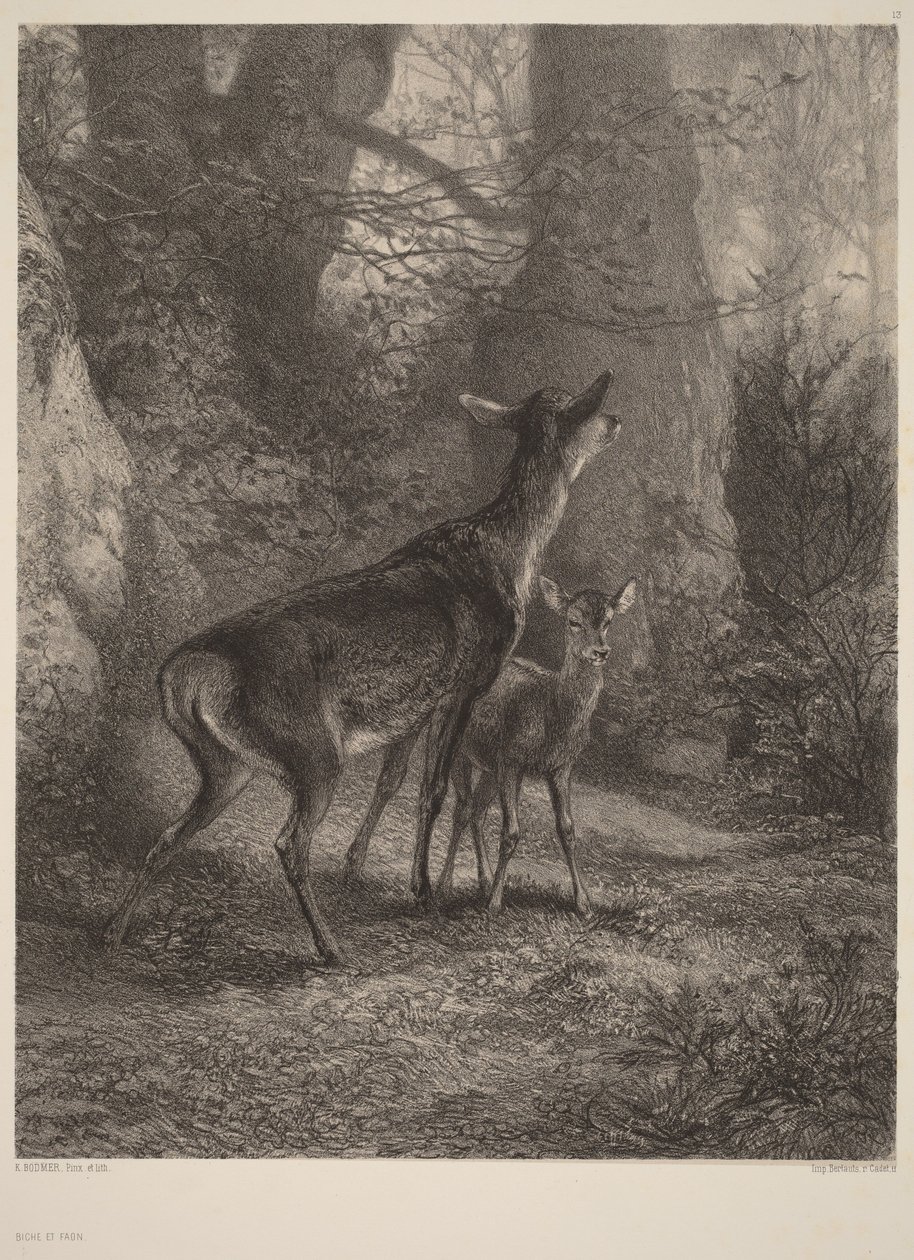 Szarvastehén és szarvasborjú alkotó: Karl Bodmer