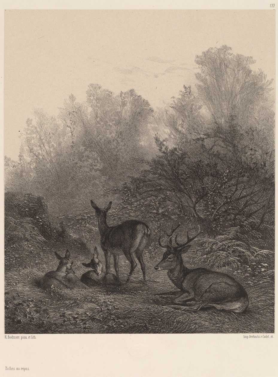 Szarvas pihen alkotó: Karl Bodmer