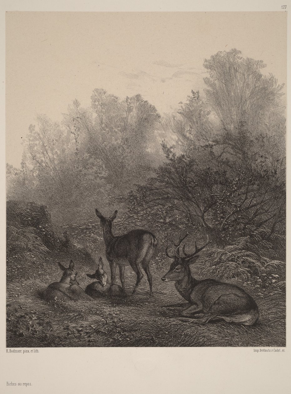 Pihenő őzek alkotó: Karl Bodmer