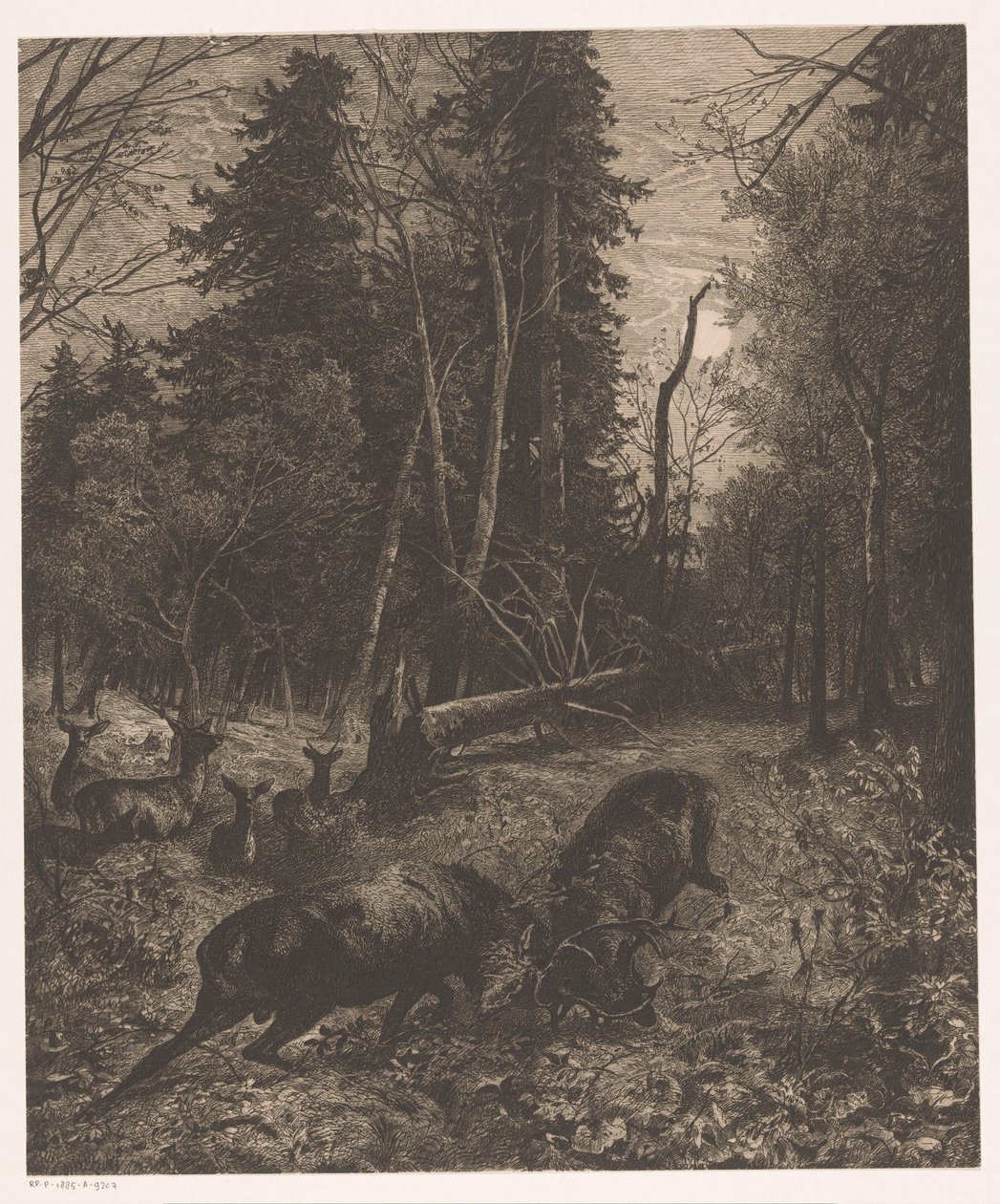 Erdőre néző két harci szarvas alkotó: Karl Bodmer