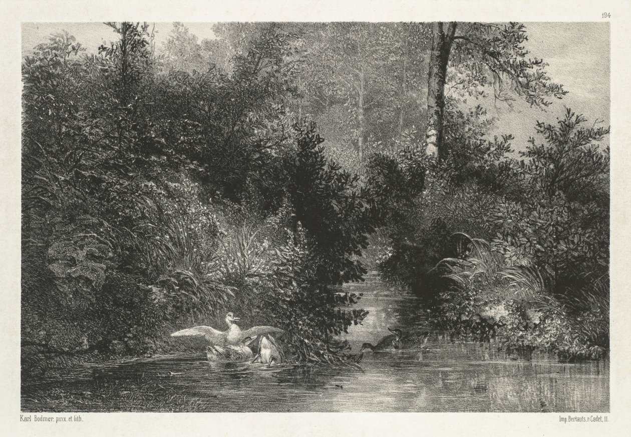 Canards (kacsa) alkotó: Karl Bodmer