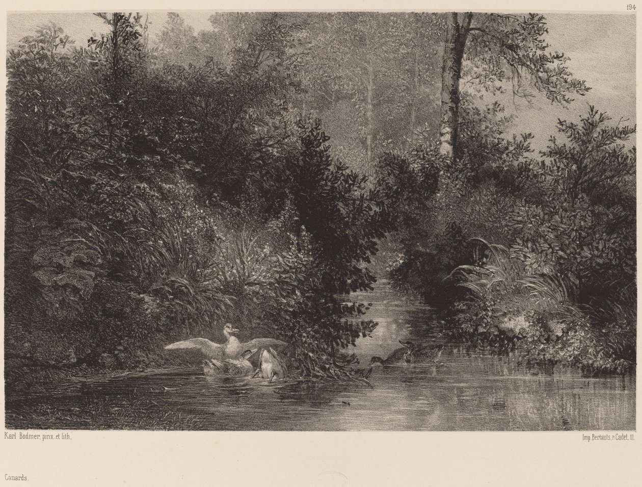Kacsák, 18611866. alkotó: Karl Bodmer