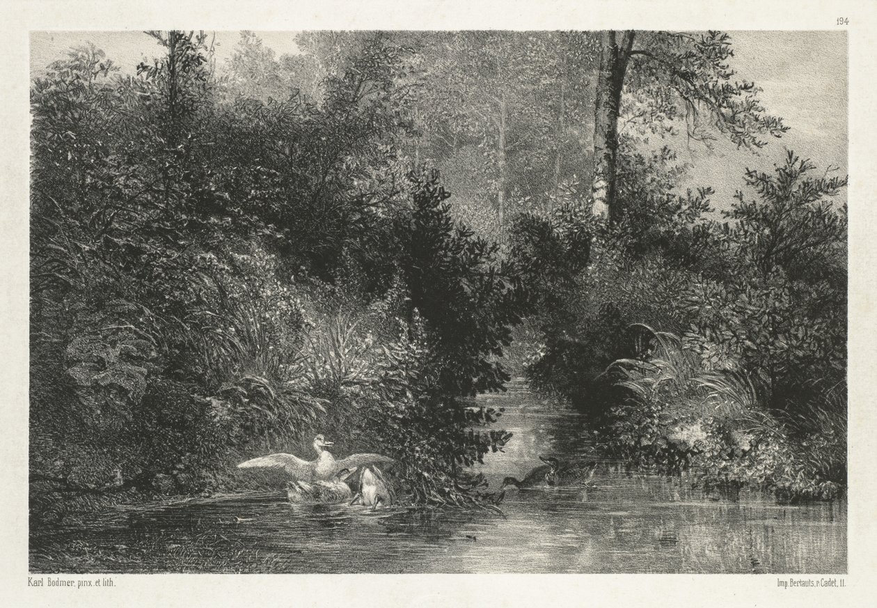 Canards Ducks. alkotó: Karl Bodmer
