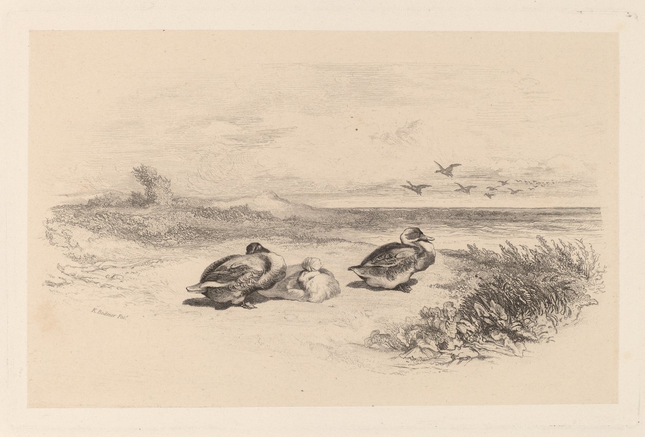 Vadkacsák alkotó: Karl Bodmer