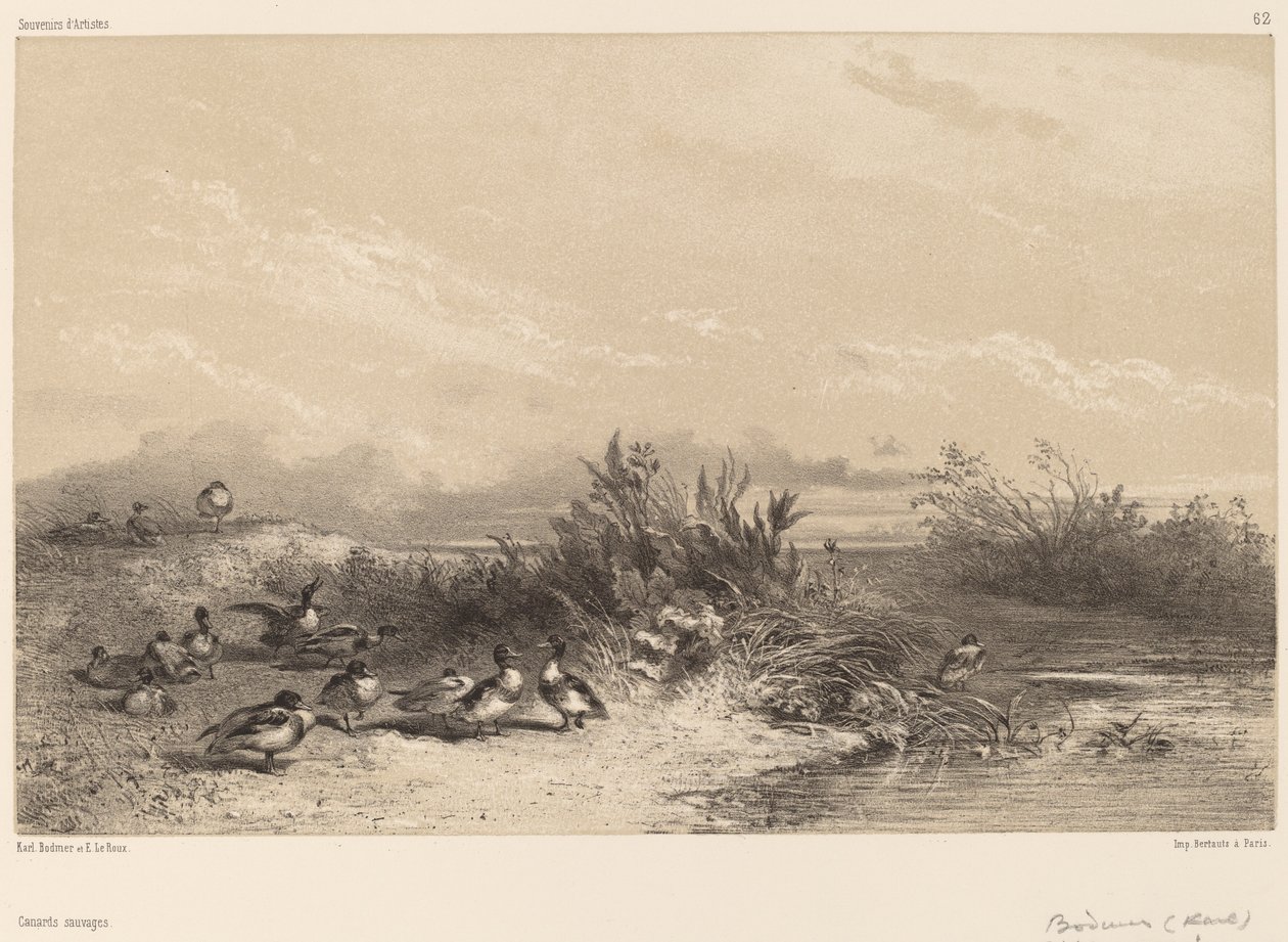 Vadkacsák alkotó: Karl Bodmer