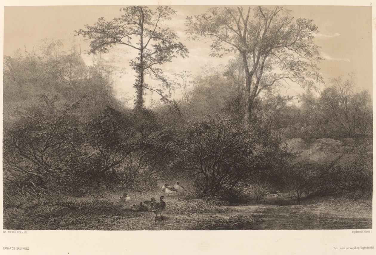 Vadkacsák alkotó: Karl Bodmer