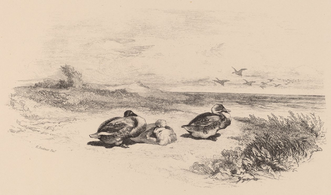 Vadkacsák alkotó: Karl Bodmer