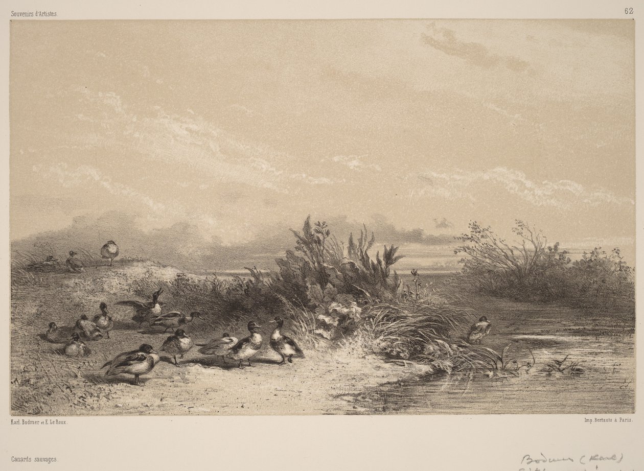Vadkacsák alkotó: Karl Bodmer