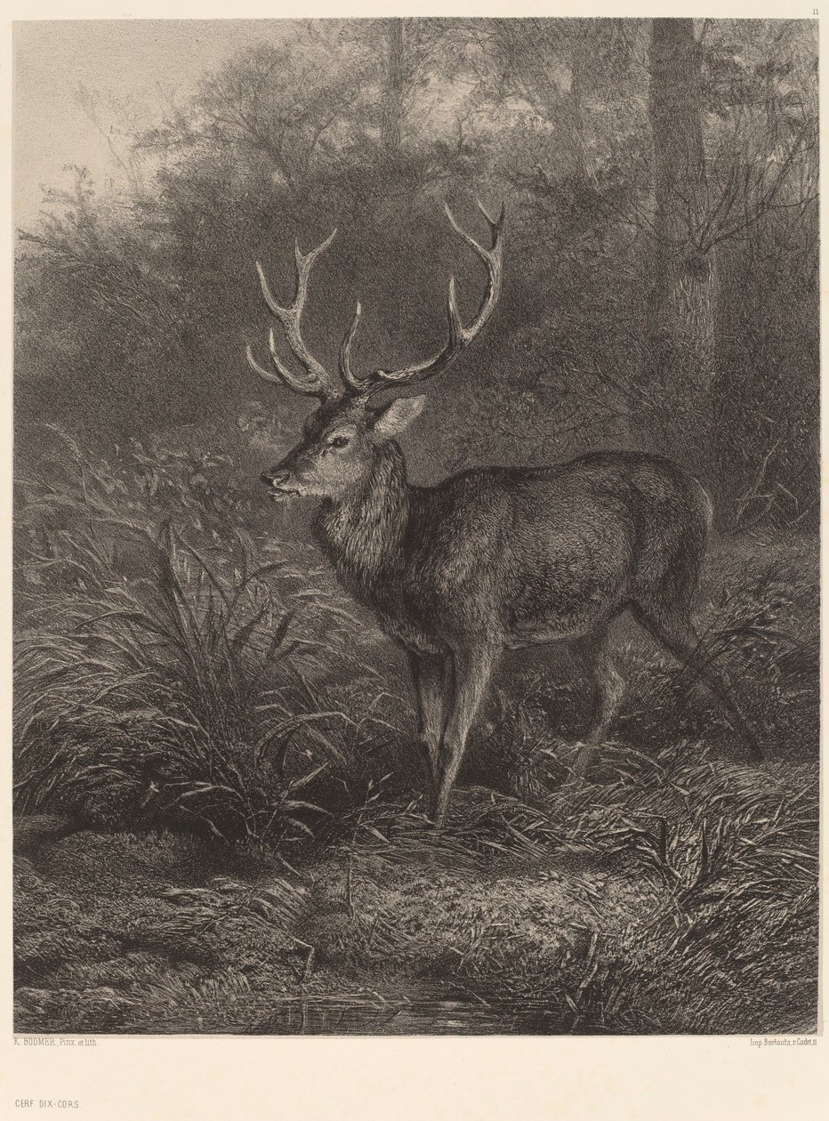 Cerf Dix-Cors alkotó: Karl Bodmer