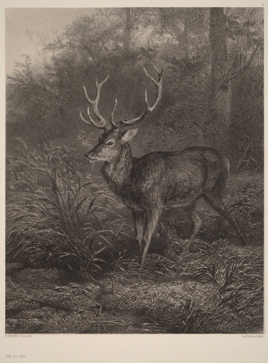 Tízágú szarvas alkotó: Karl Bodmer