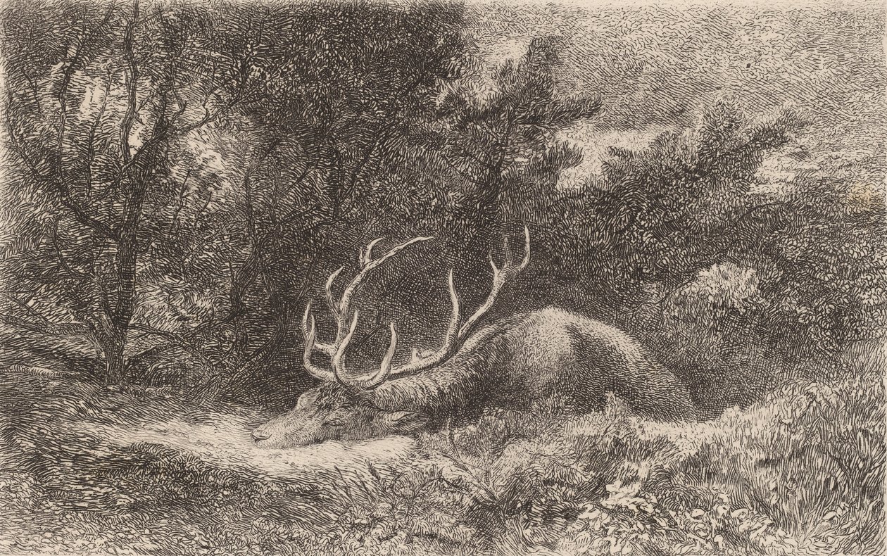 Szarvas a la Reposee. alkotó: Karl Bodmer