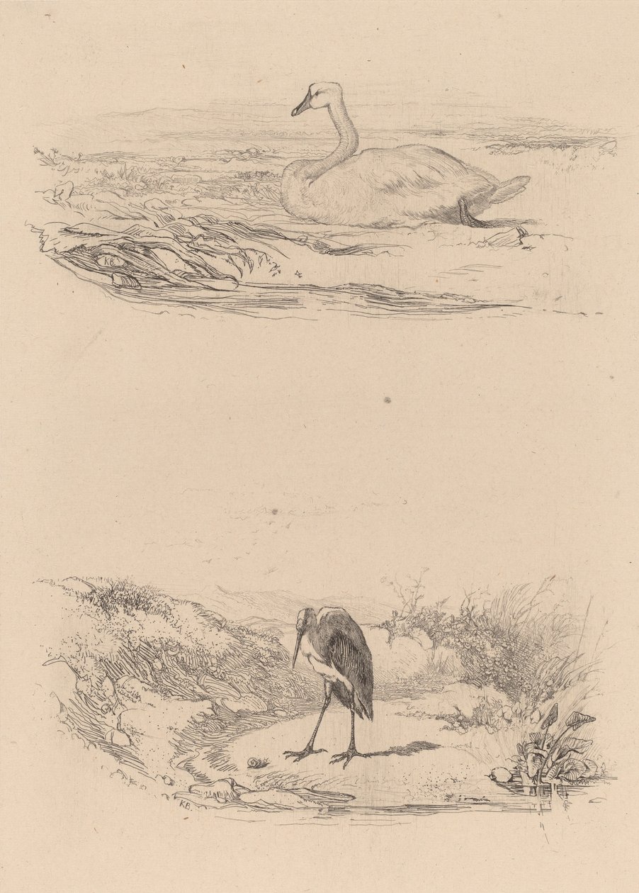 Hattyú, gém. alkotó: Karl Bodmer