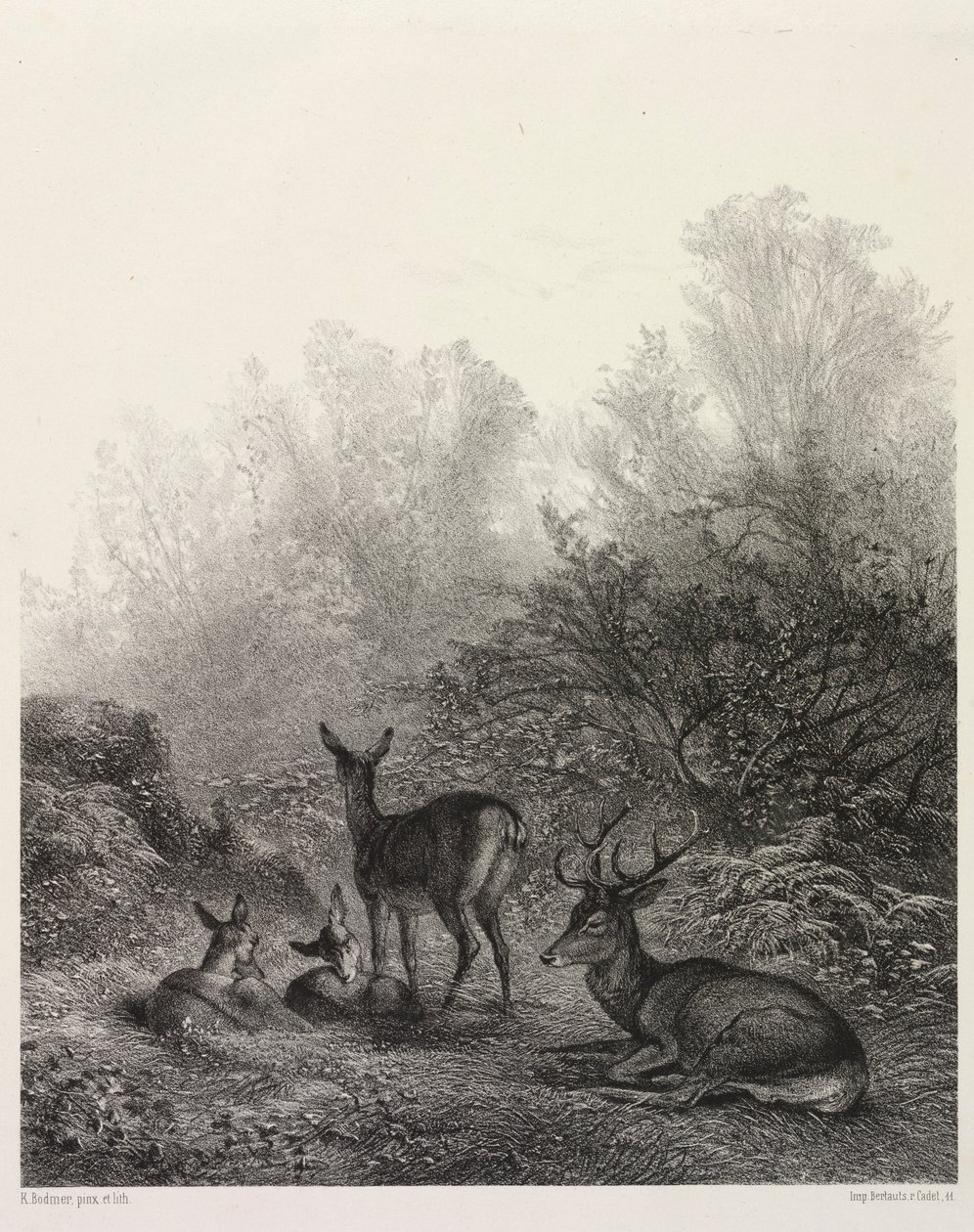 Szarvas nyugalomban. alkotó: Karl Bodmer