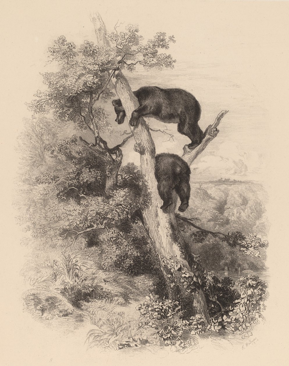 Két Medve. alkotó: Karl Bodmer