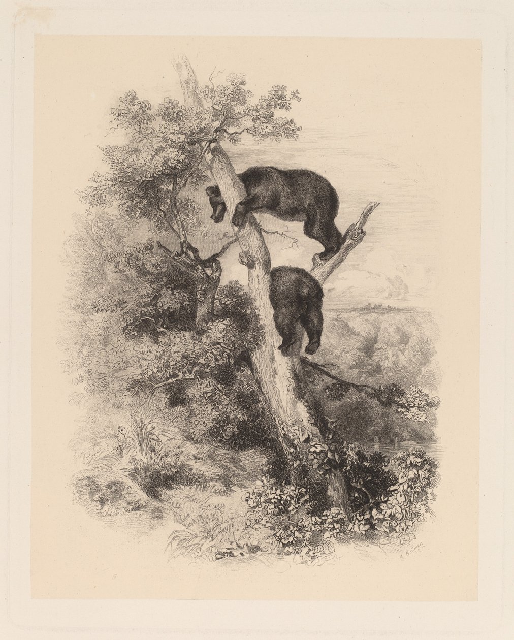 Két Medve alkotó: Karl Bodmer
