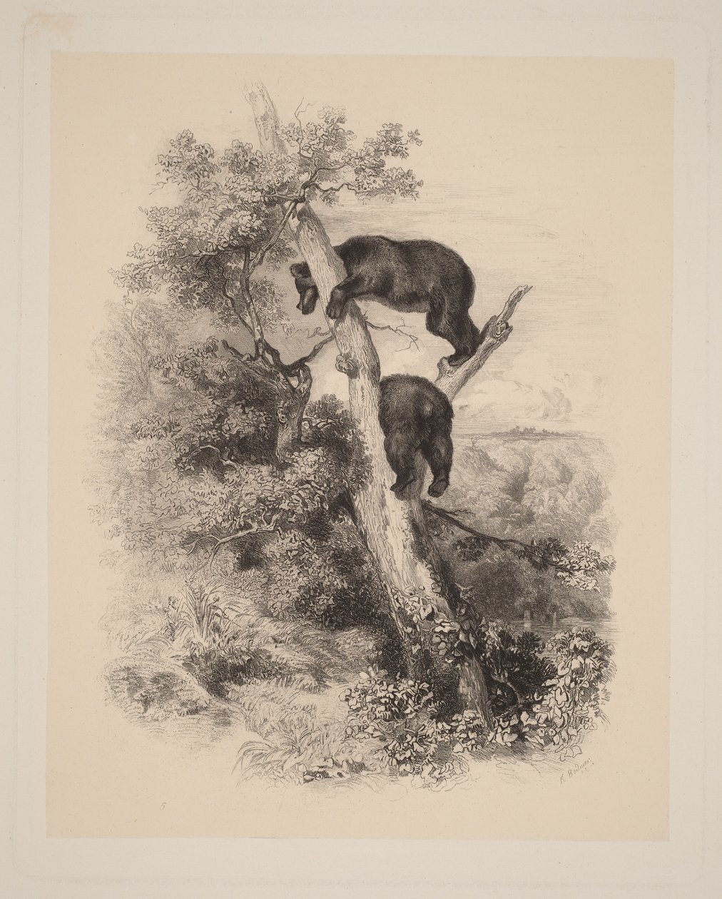 Két medve alkotó: Karl Bodmer