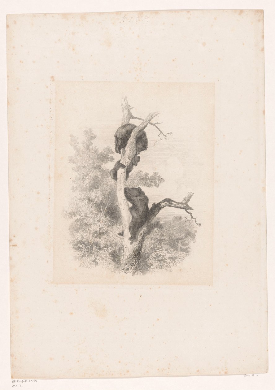 Három medve egy fán Tájak állatokkal (sorozat címe) alkotó: Karl Bodmer