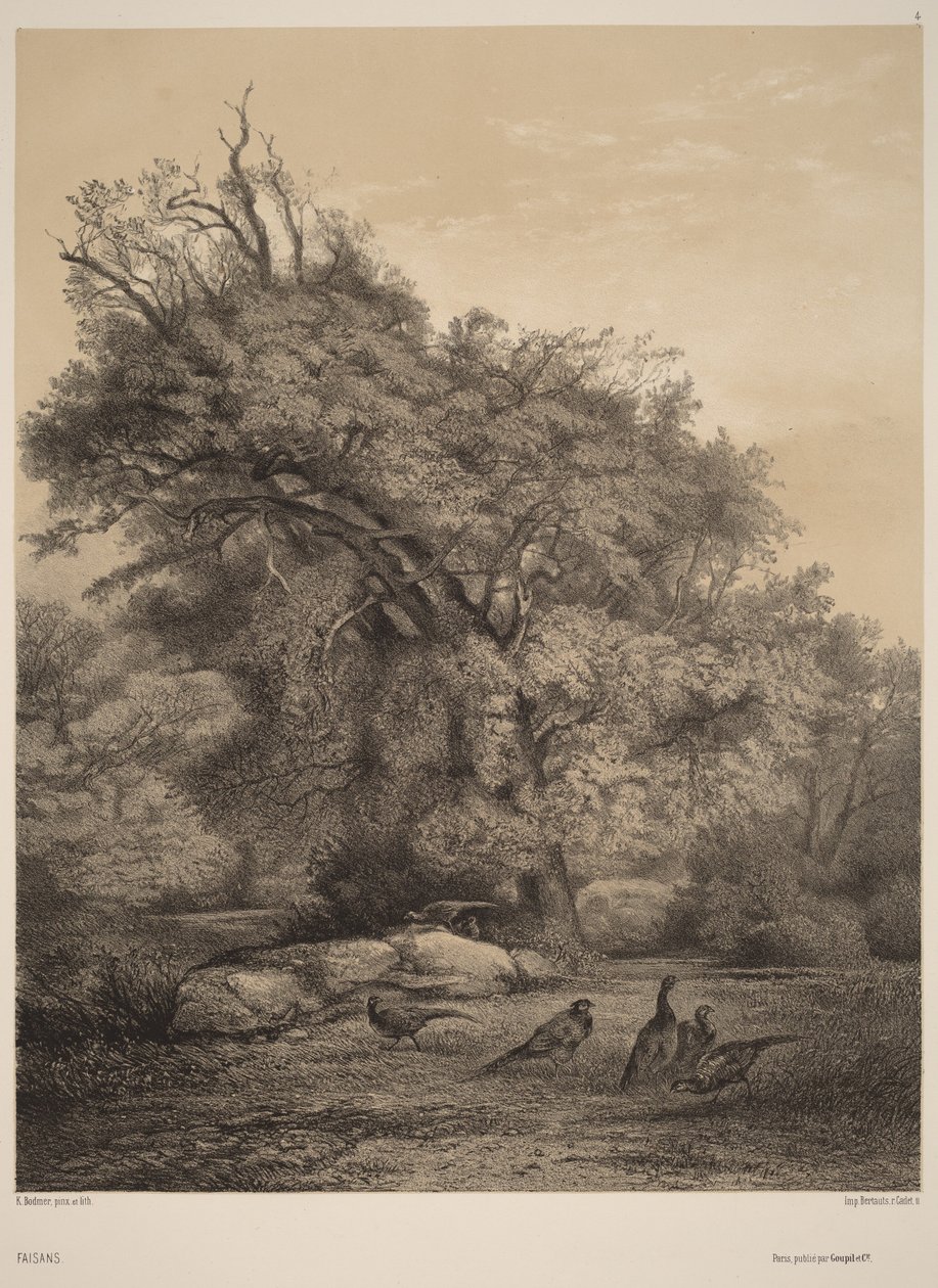 Fácánok alkotó: Karl Bodmer