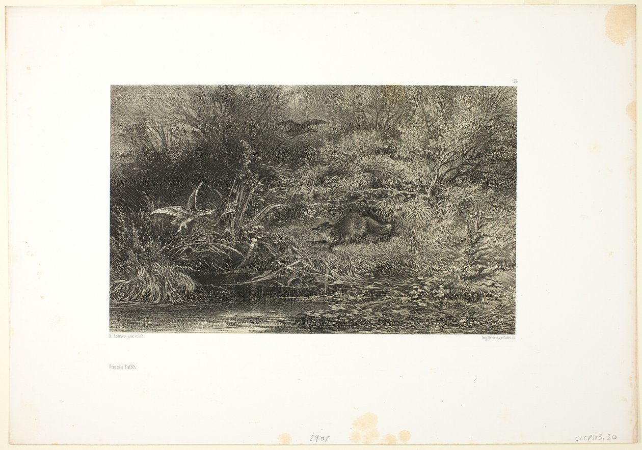Fox on the Prowl alkotó: Karl Bodmer