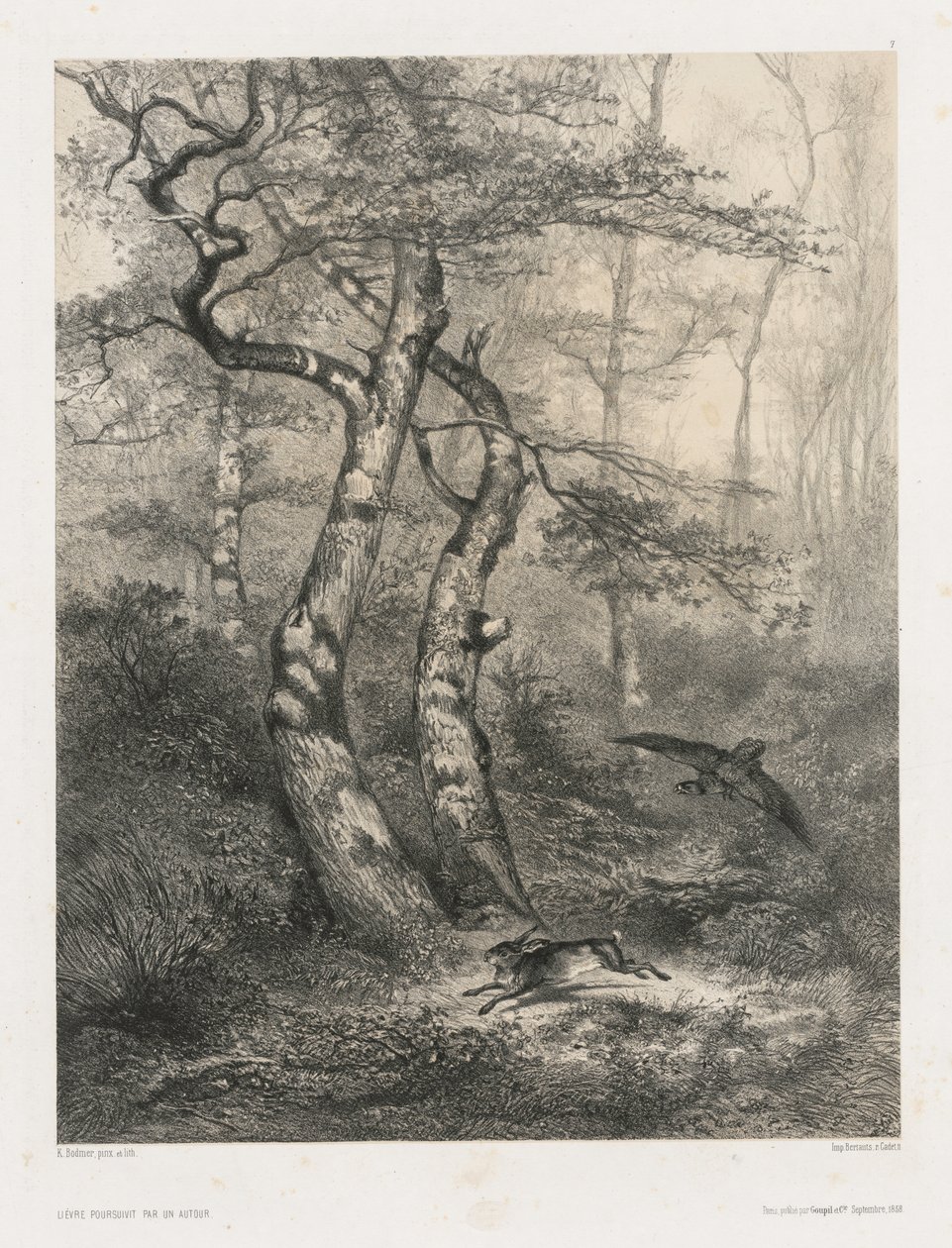 Nyulat üldözte egy goshawk alkotó: Karl Bodmer