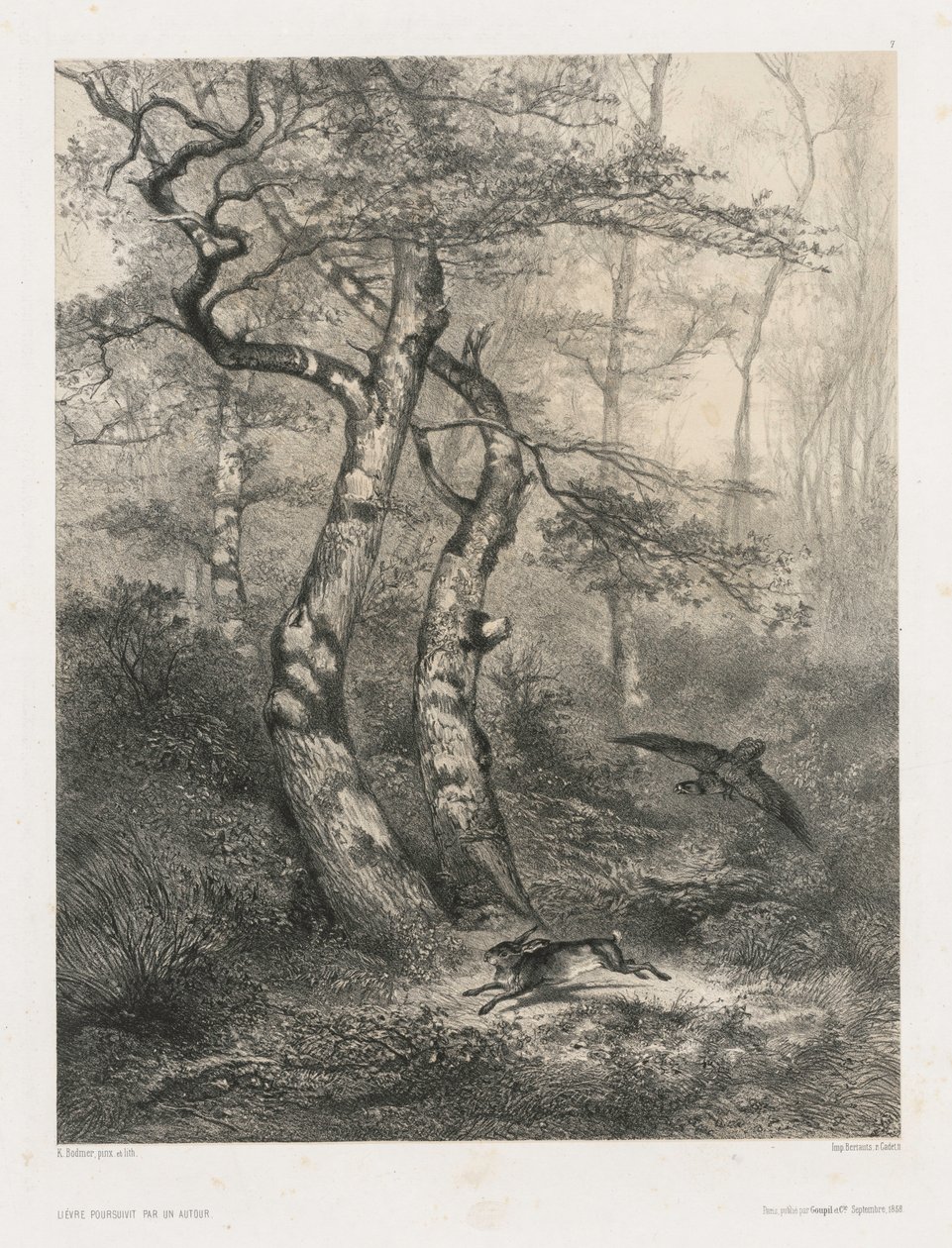 Nyúl, akit egy goshawk üldöz, 1858. alkotó: Karl Bodmer