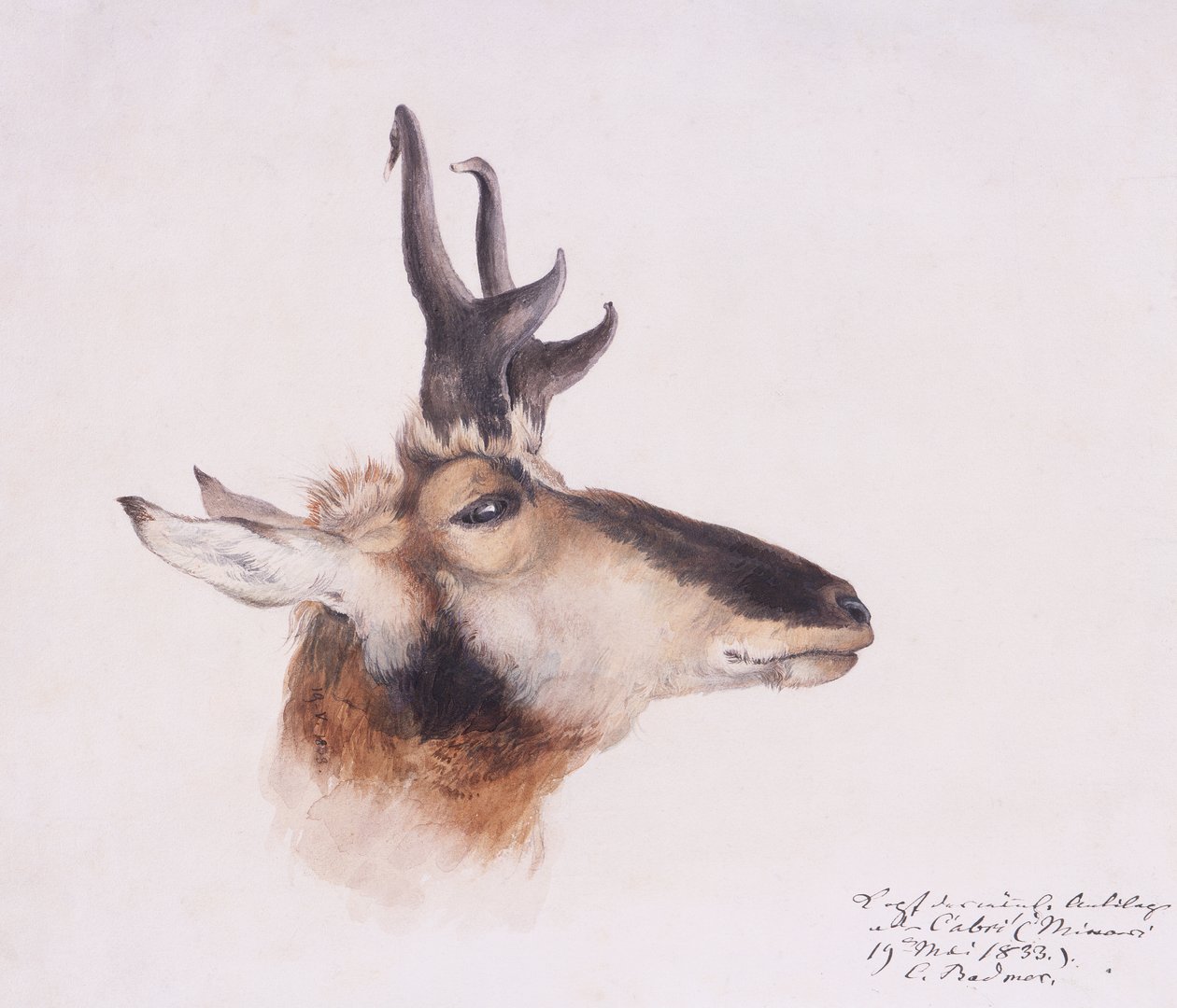 Egy antilop feje alkotó: Karl Bodmer