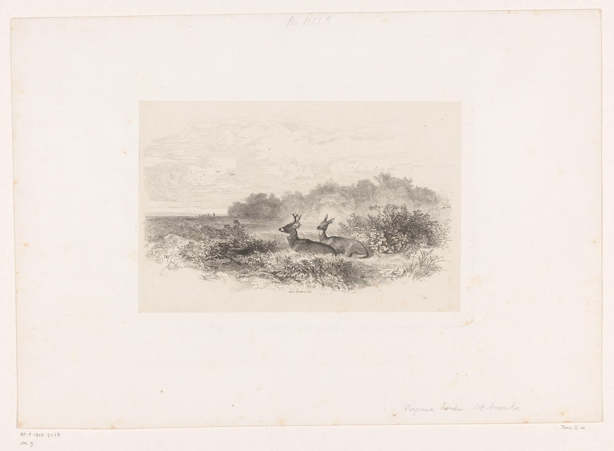 Táj két fehérfarkú szarvassal Tájképek állatokkal (sorozat címe) alkotó: Karl Bodmer