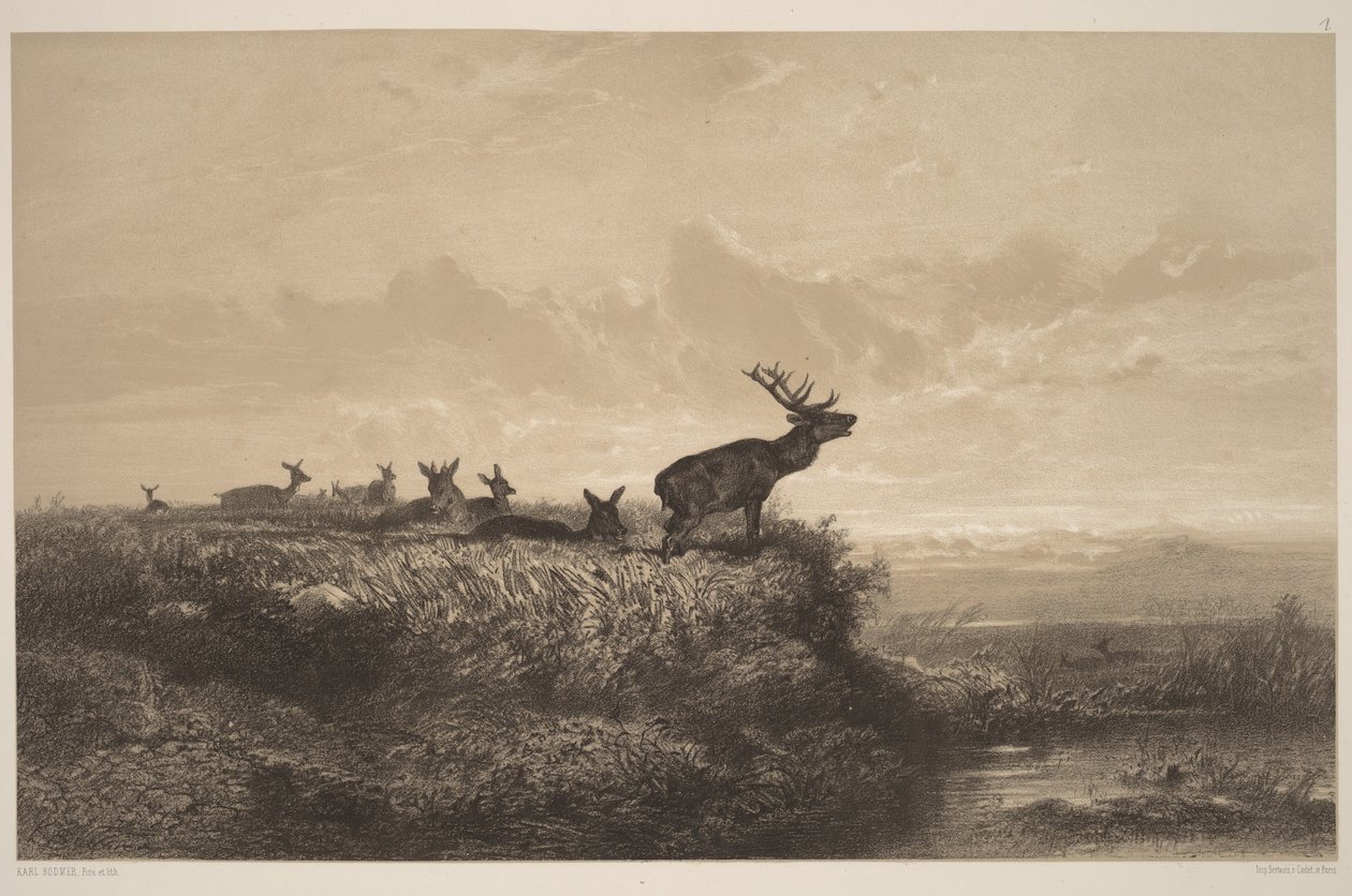 Reggel. Szarvasbika és szarvastehenek alkotó: Karl Bodmer