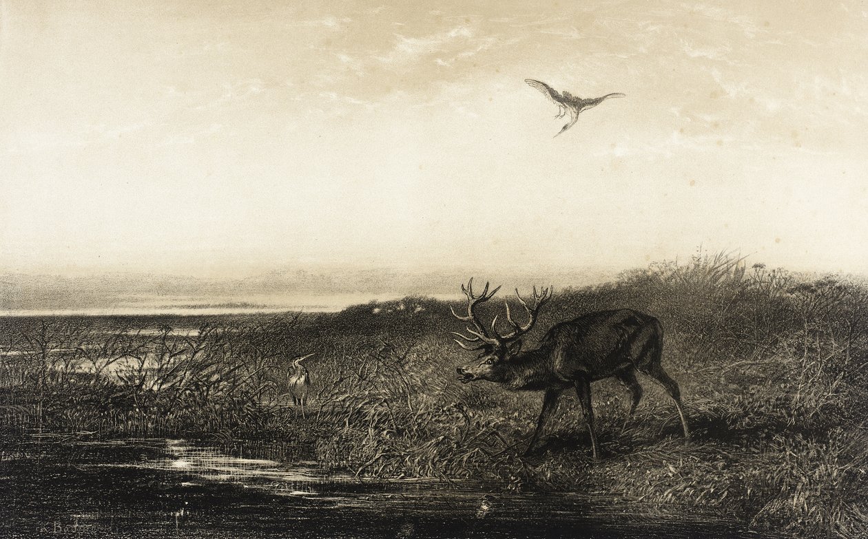 Este: szarvas és gémek alkotó: Karl Bodmer